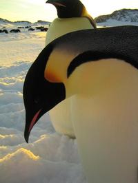 March of the Penguins - 8 x 10 Color Photo #21