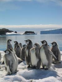 March of the Penguins - 8 x 10 Color Photo #22