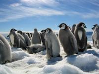 March of the Penguins - 8 x 10 Color Photo #23