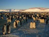 March of the Penguins - 8 x 10 Color Photo #24