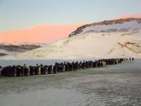March of the Penguins - 8 x 10 Color Photo #26