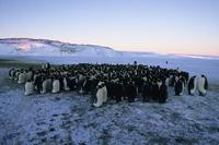 March of the Penguins - 8 x 10 Color Photo #27