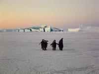March of the Penguins - 8 x 10 Color Photo #28