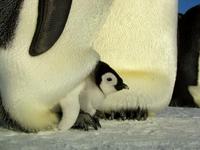 March of the Penguins - 8 x 10 Color Photo #29