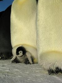 March of the Penguins - 8 x 10 Color Photo #30