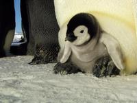 March of the Penguins - 8 x 10 Color Photo #31