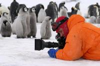 March of the Penguins - 8 x 10 Color Photo #32
