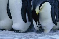 March of the Penguins - 8 x 10 Color Photo #34