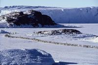 March of the Penguins - 8 x 10 Color Photo #36