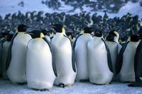 March of the Penguins - 8 x 10 Color Photo #37