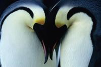 March of the Penguins - 8 x 10 Color Photo #38
