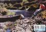 Mean Creek - 8 x 10 Color Photo #4