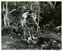 Miss Robin Crusoe - 8 x 10 B&W Photo #2