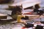 Mouse Hunt - 8 x 10 Color Photo #1