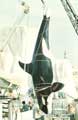 Orca - 8 x 10 Color Photo #2