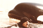 Orca - 8 x 10 Color Photo #4