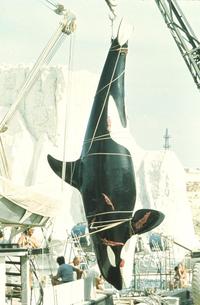 Orca - 8 x 10 Color Photo #2