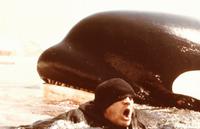 Orca - 8 x 10 Color Photo #4