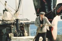 Orca - 8 x 10 Color Photo #5