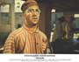 Papillon - 8 x 10 Color Photo #6