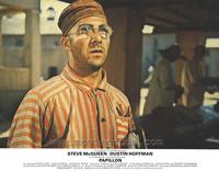 Papillon - 8 x 10 Color Photo #6