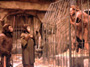 Planet of the Apes - 8 x 10 Color Photo #3