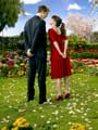 Pushing Daisies (TV) - 11 x 17 TV Poster - Style C