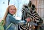 Racing Stripes - 8 x 10 Color Photo #1