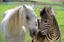 Racing Stripes - 8 x 10 Color Photo #7