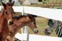 Racing Stripes - 8 x 10 Color Photo #16