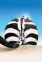Racing Stripes - 8 x 10 Color Photo #18
