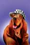 Racing Stripes - 8 x 10 Color Photo #20