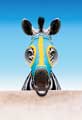 Racing Stripes - 8 x 10 Color Photo #21