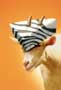 Racing Stripes - 8 x 10 Color Photo #22