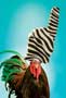 Racing Stripes - 8 x 10 Color Photo #25