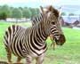 Racing Stripes - 8 x 10 Color Photo #27