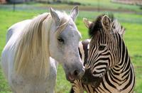 Racing Stripes - 8 x 10 Color Photo #7