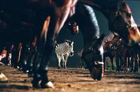 Racing Stripes - 8 x 10 Color Photo #8