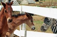 Racing Stripes - 8 x 10 Color Photo #16