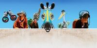 Racing Stripes - 8 x 10 Color Photo #17