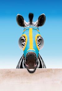 Racing Stripes - 8 x 10 Color Photo #21