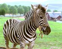 Racing Stripes - 8 x 10 Color Photo #27