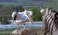 Racing Stripes - 8 x 10 Color Photo #28