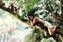 Rudyard Kipling's The Jungle Book - 8 x 10 Color Photo #2