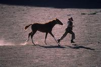 Running Free - 8 x 10 Color Photo #1