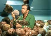 Star Trek (TV) - 8 x 10 Color Photo #71