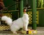 Stuart Little 2 - 8 x 10 Color Photo #9