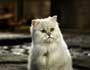 Stuart Little 2 - 8 x 10 Color Photo #16