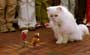 Stuart Little 2 - 8 x 10 Color Photo #26
