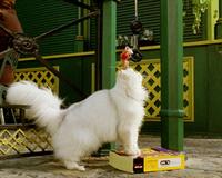 Stuart Little 2 - 8 x 10 Color Photo #9